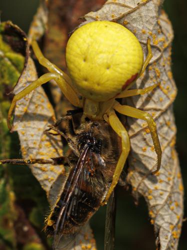 Misumena vatia